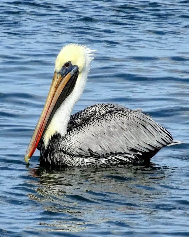 Amelia-Island-Bird-In-Water